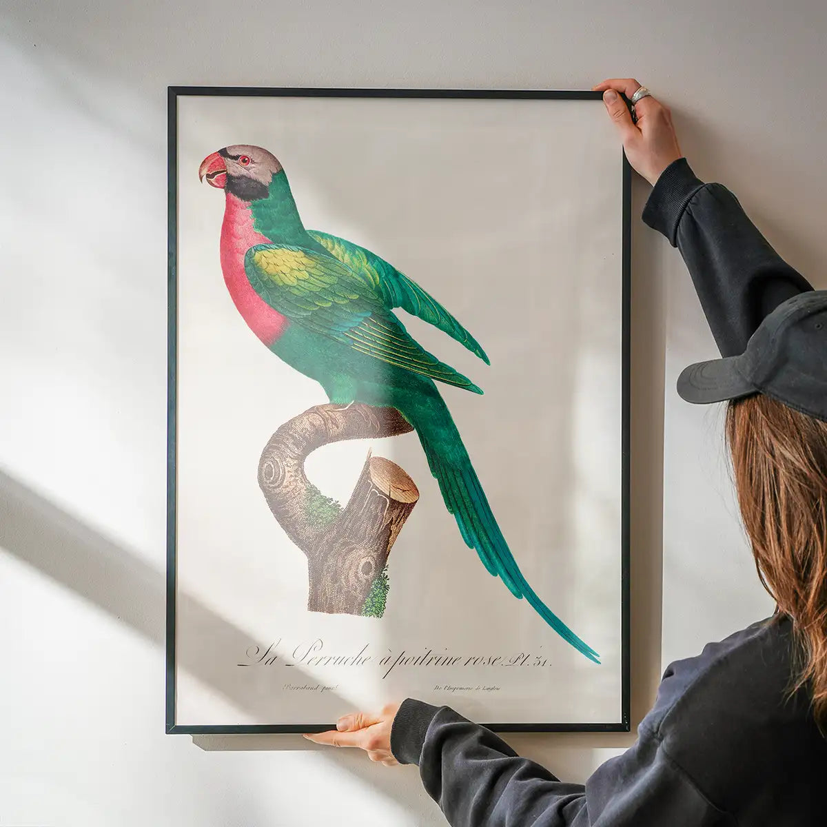 Red Breasted Parakeet Parrot Bird Print