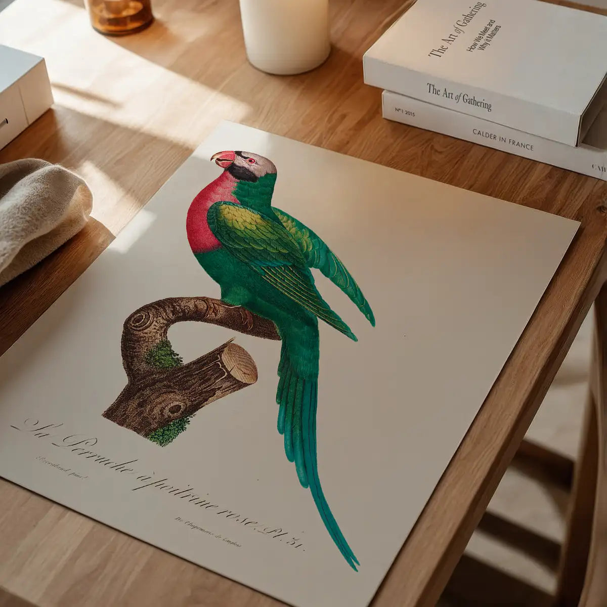 Red Breasted Parakeet Parrot Bird Print