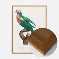 Red Breasted Parakeet Parrot Bird Print