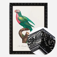 Red Breasted Parakeet Parrot Bird Print