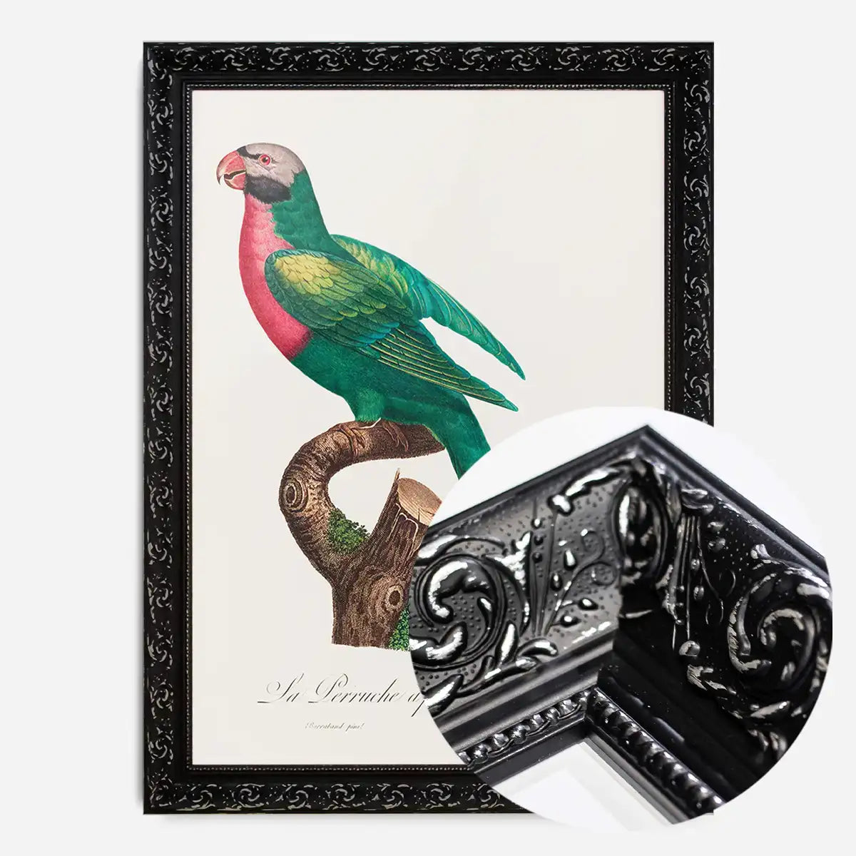Red Breasted Parakeet Parrot Bird Print