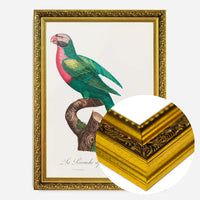 Red Breasted Parakeet Parrot Bird Print