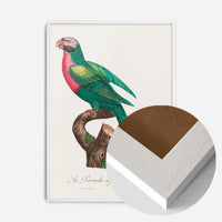 Red Breasted Parakeet Parrot Bird Print