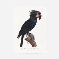 Palm Cockatoo Parrot Bird Print