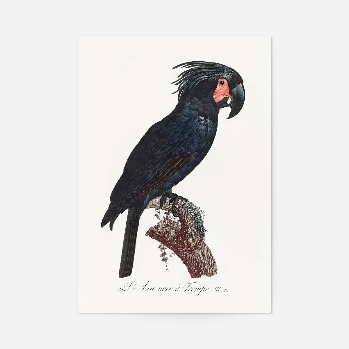 Palm Cockatoo Parrot Bird Print