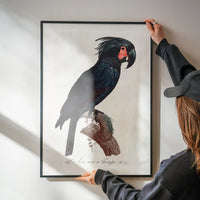 Palm Cockatoo Parrot Bird Print