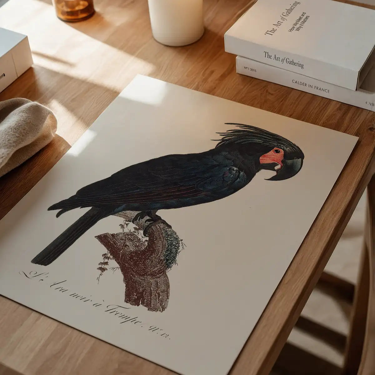 Palm Cockatoo Parrot Bird Print
