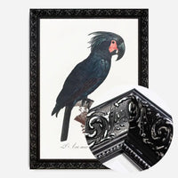 Palm Cockatoo Parrot Bird Print