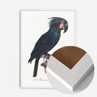 Palm Cockatoo Parrot Bird Print