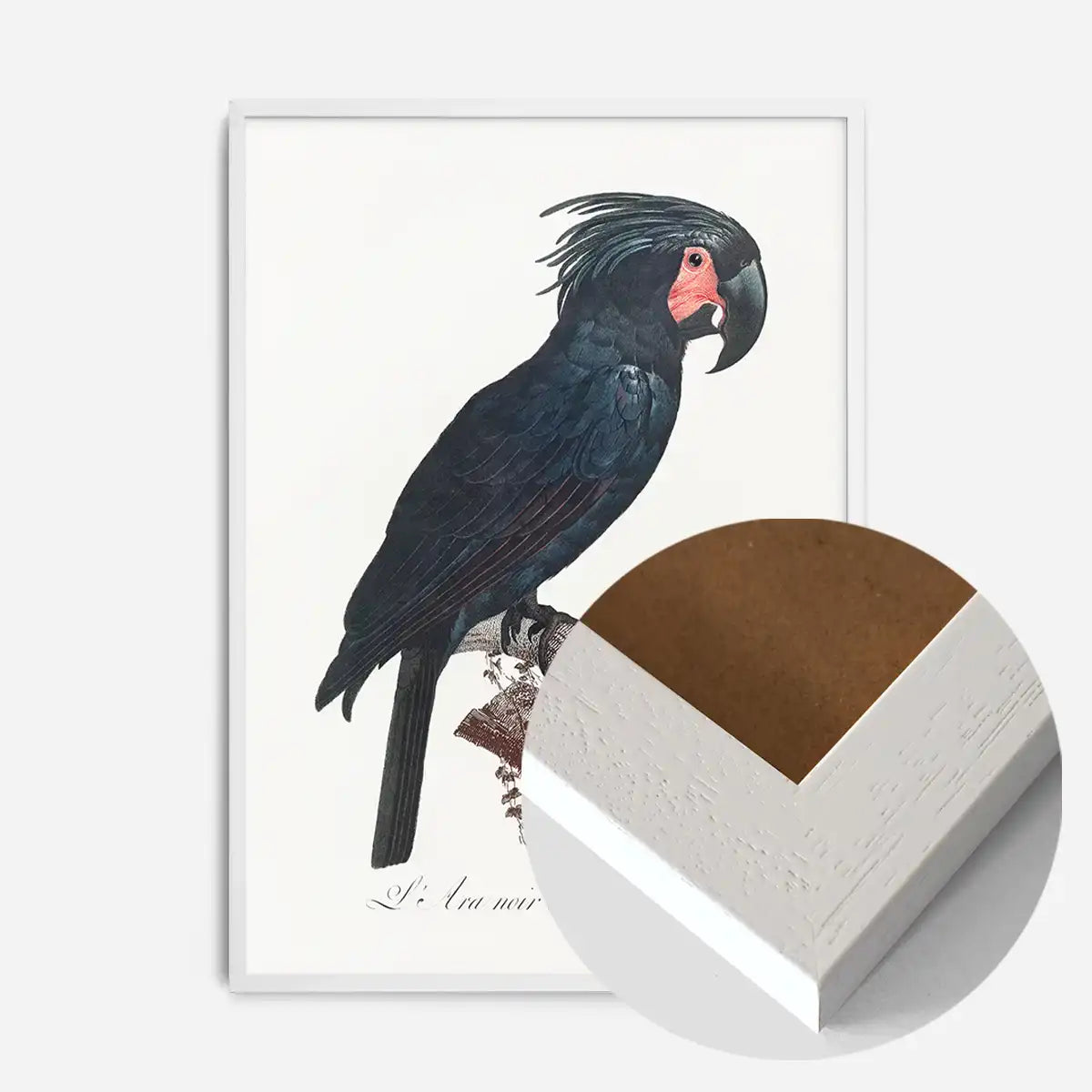 Palm Cockatoo Parrot Bird Print