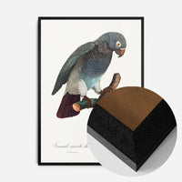 Grey Parrot Bird Print