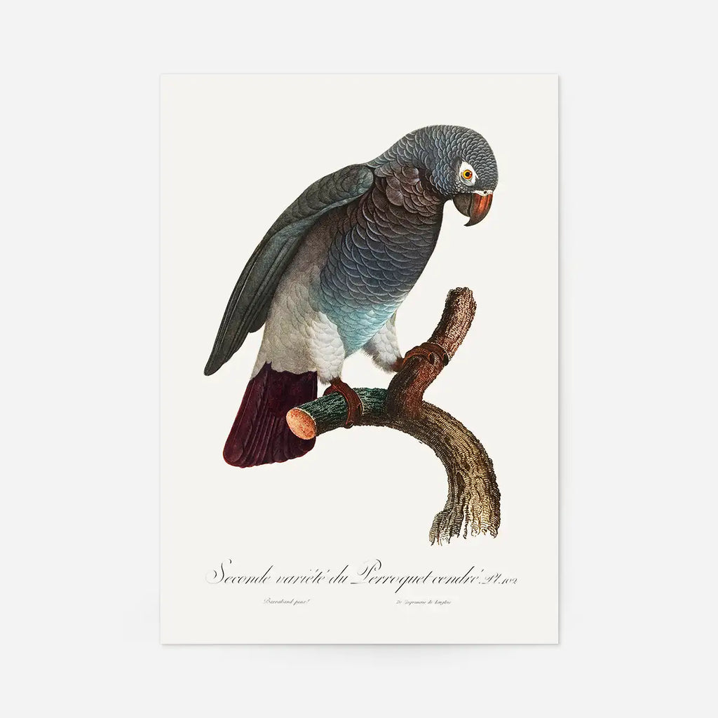 Parrot Bird Print