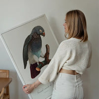 Grey Parrot Bird Print