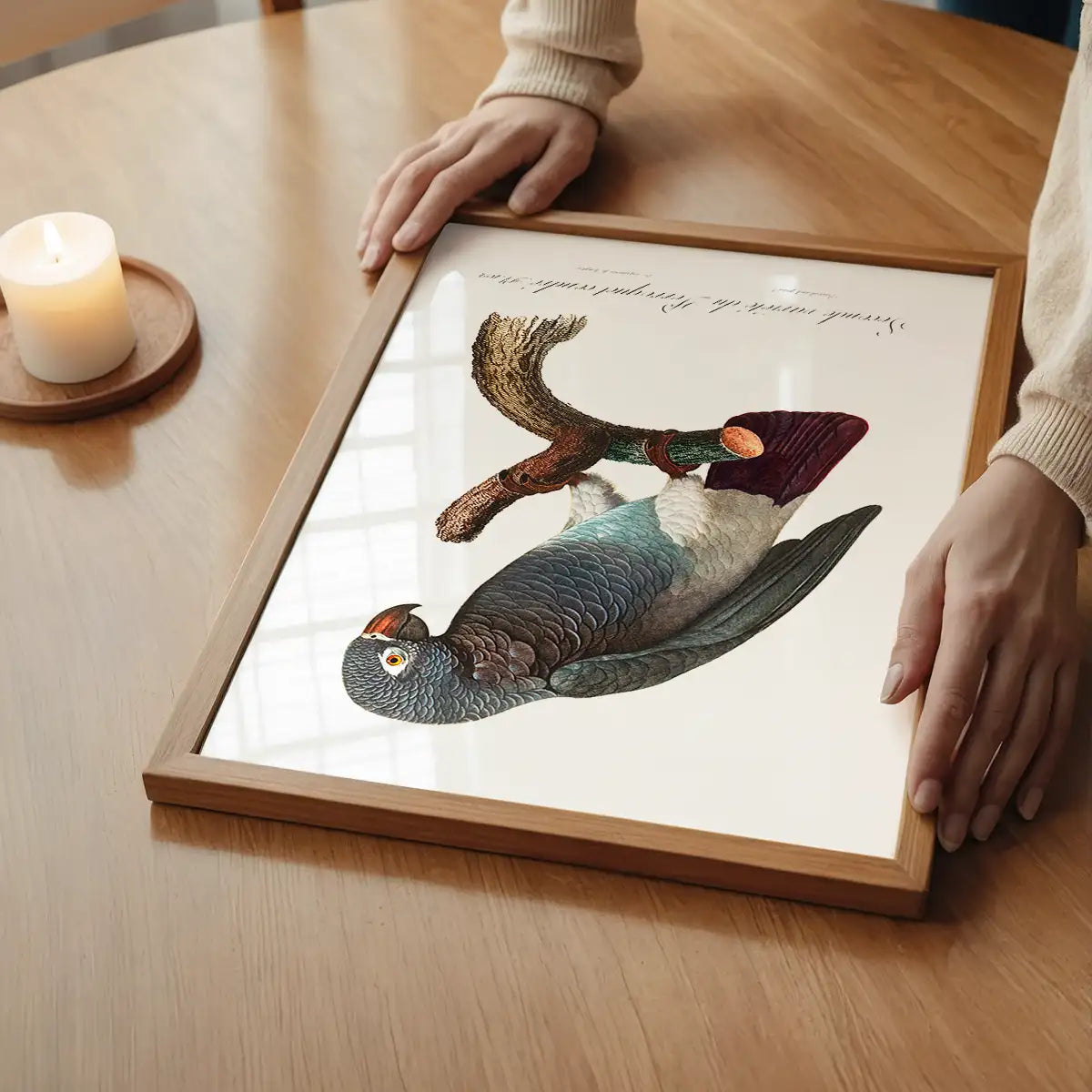Grey Parrot Bird Print