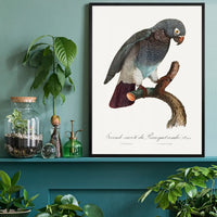 Grey Parrot Bird Print