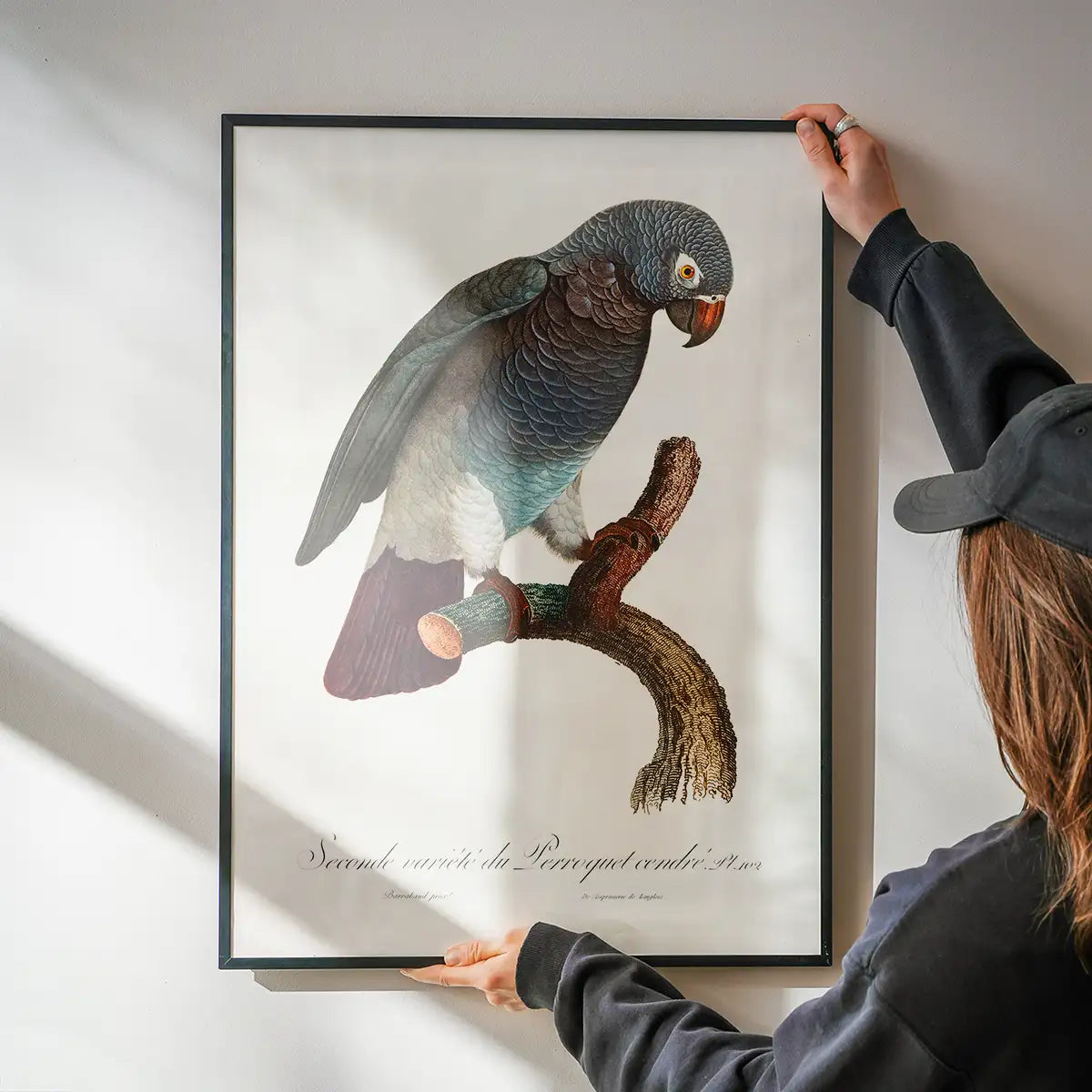 Grey Parrot Bird Print