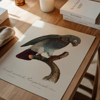 Grey Parrot Bird Print