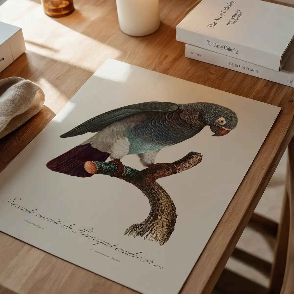 Grey Parrot Bird Print