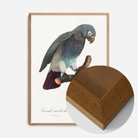 Grey Parrot Bird Print