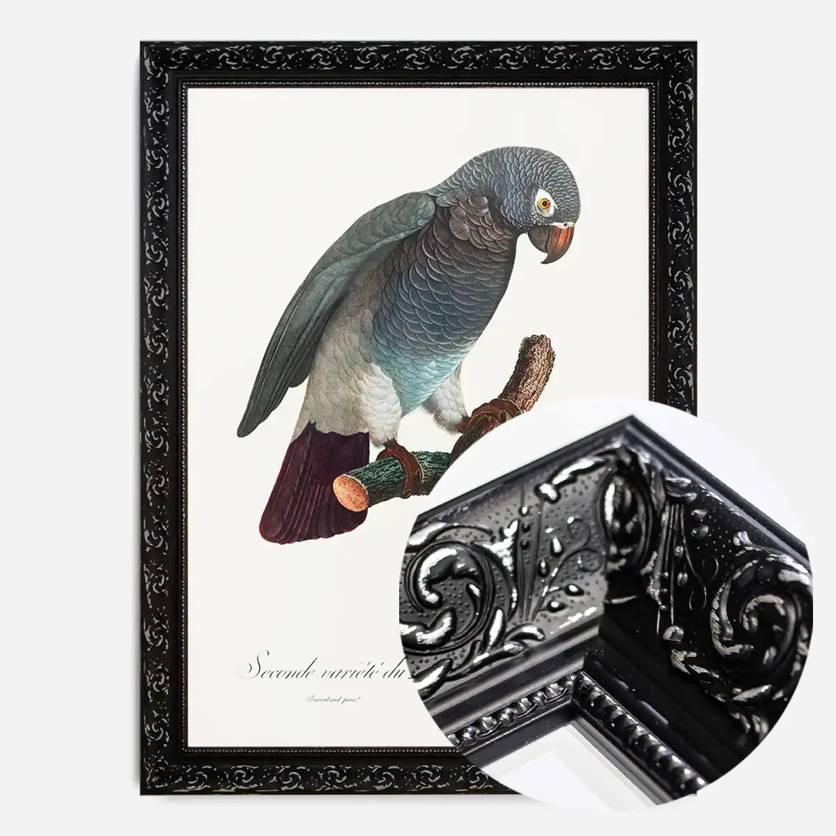 Grey Parrot Bird Print