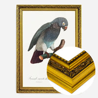 Grey Parrot Bird Print