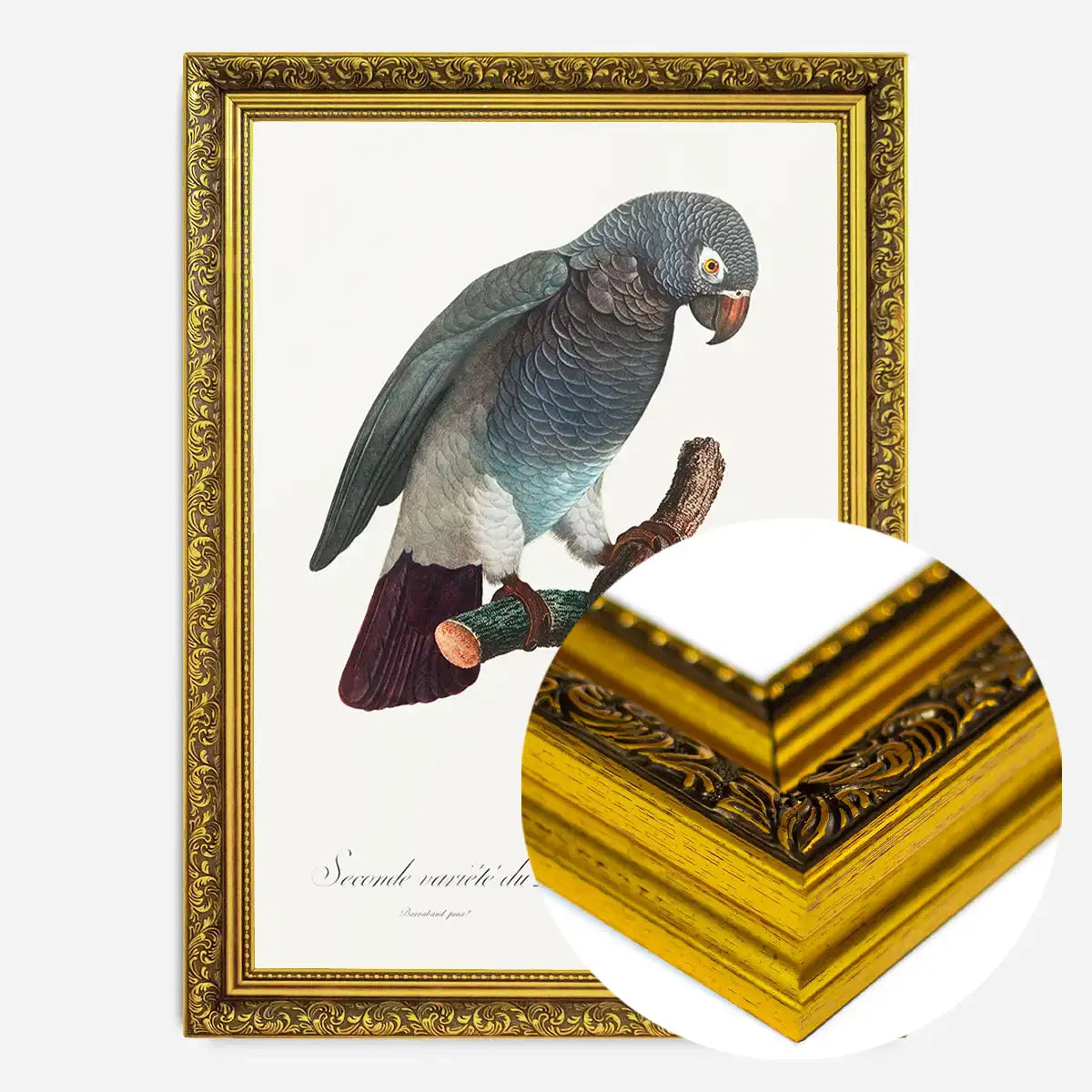 Grey Parrot Bird Print
