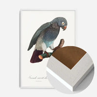 Grey Parrot Bird Print