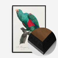Eclectus Parrot Bird Print