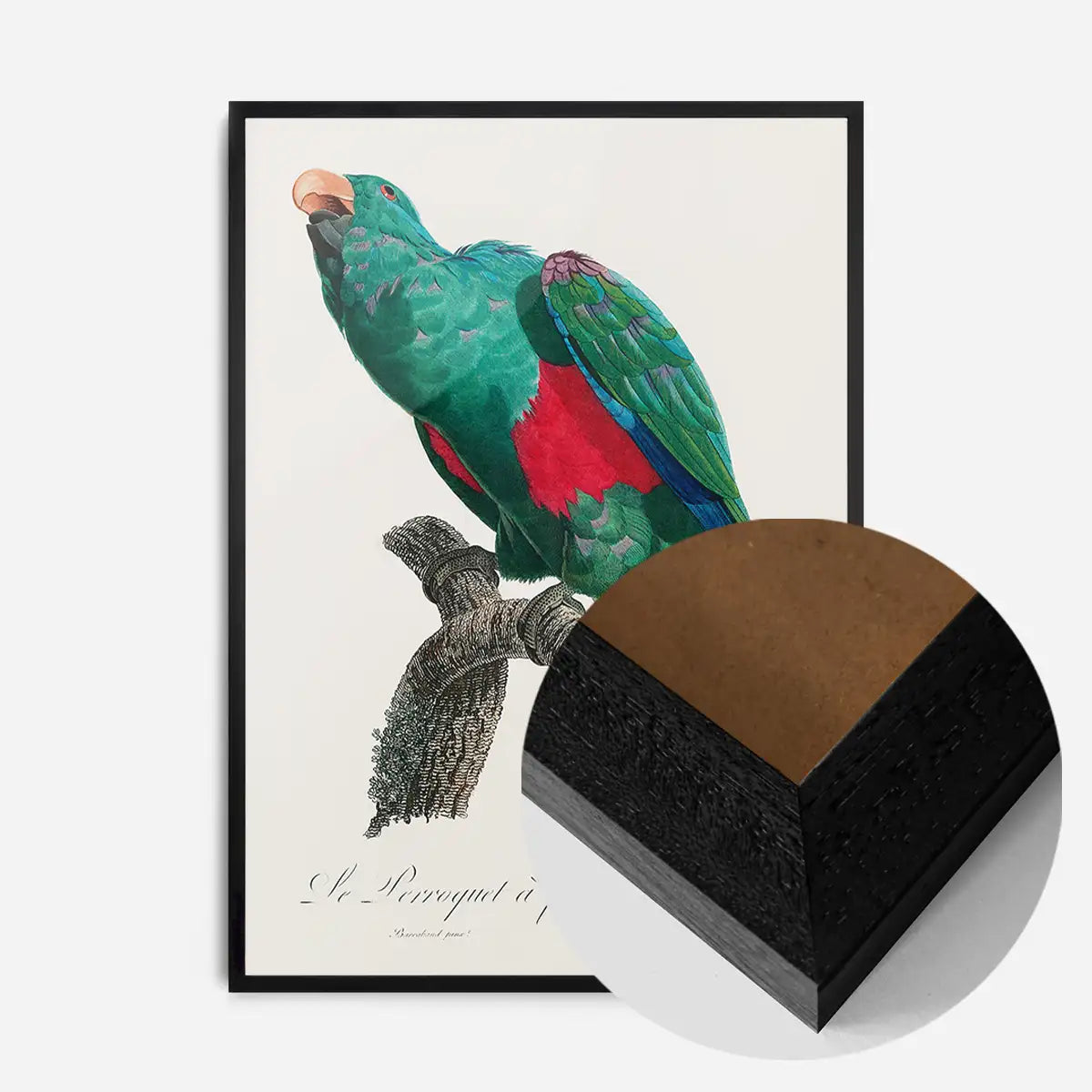 Eclectus Parrot Bird Print
