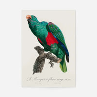 Eclectus Parrot Bird Print