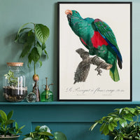 Eclectus Parrot Bird Print