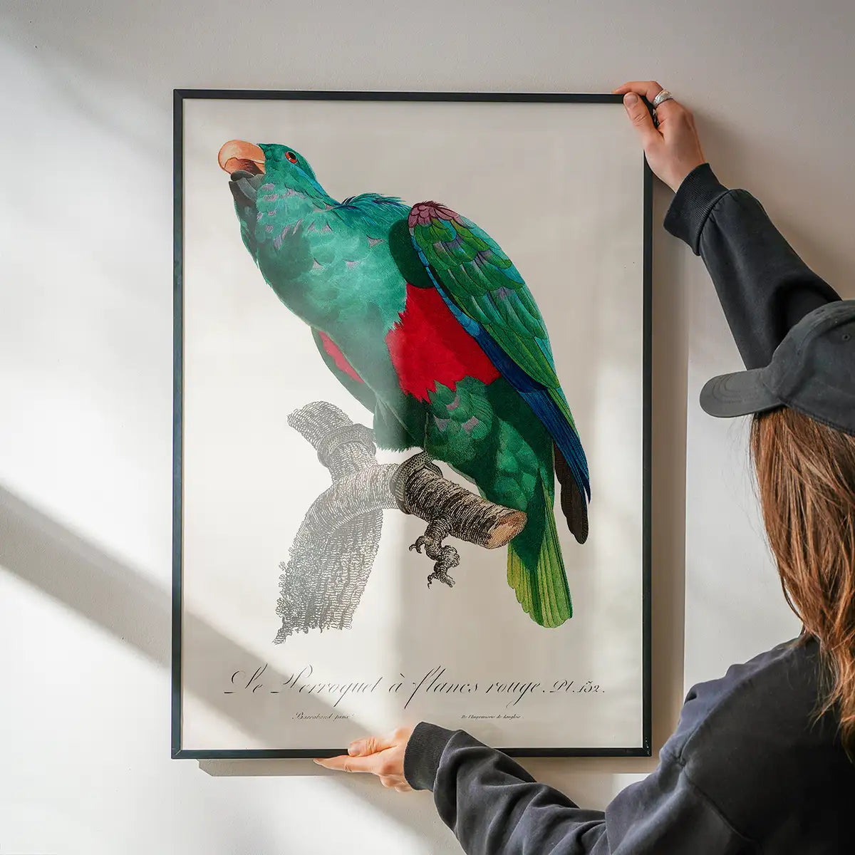 Eclectus Parrot Bird Print