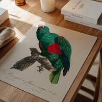 Eclectus Parrot Bird Print