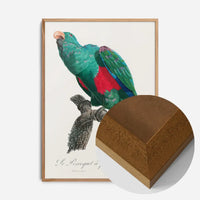 Eclectus Parrot Bird Print
