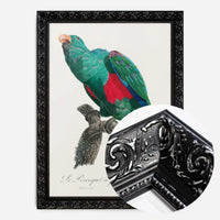 Eclectus Parrot Bird Print