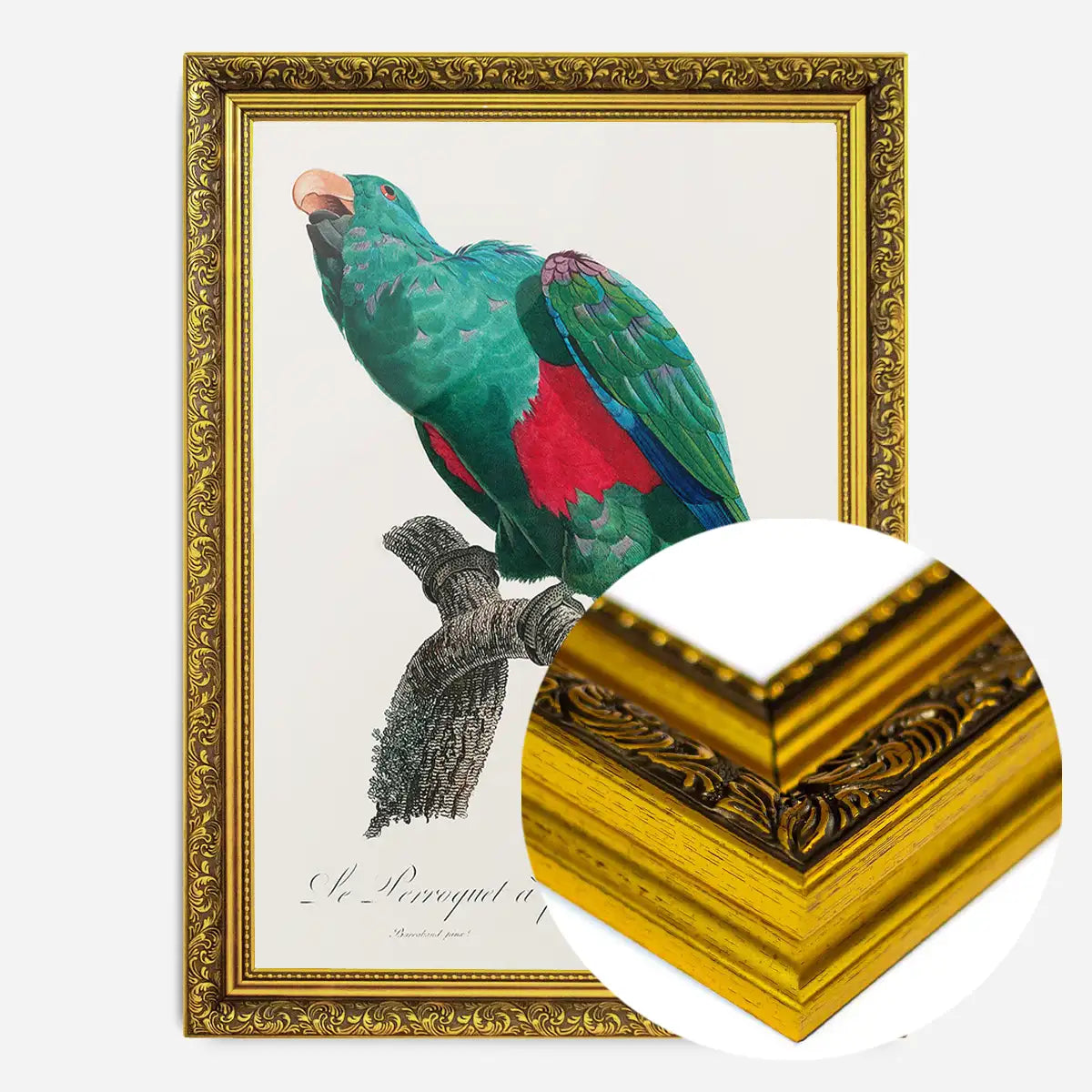 Eclectus Parrot Bird Print