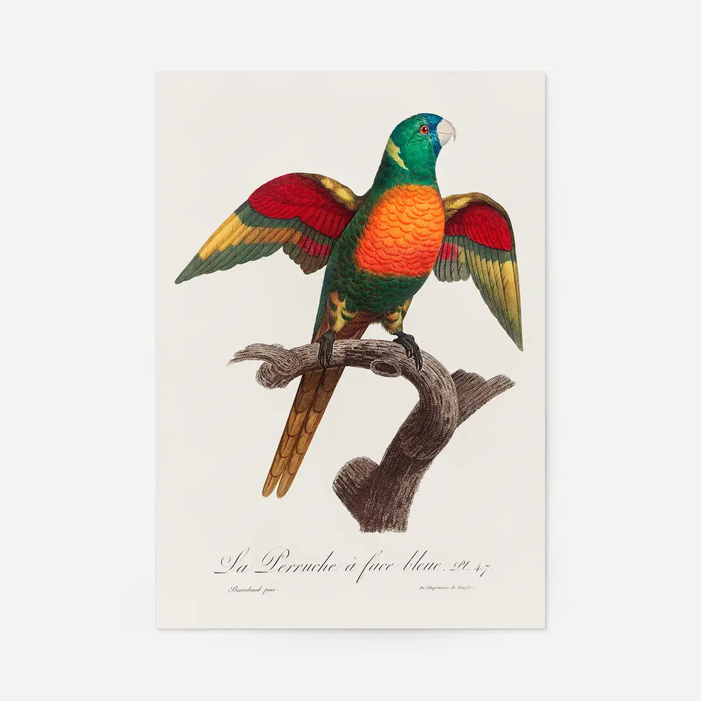 Headed Parrot Bird Print