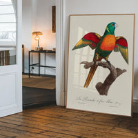 Blue Headed Parrot Bird Print