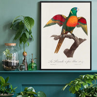 Blue Headed Parrot Bird Print