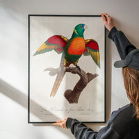 Blue Headed Parrot Bird Print