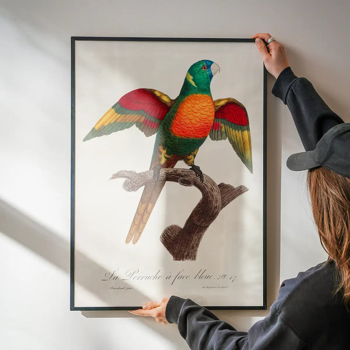 Blue Headed Parrot Bird Print