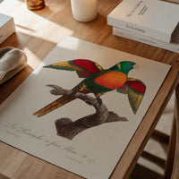 Blue Headed Parrot Bird Print