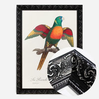 Blue Headed Parrot Bird Print