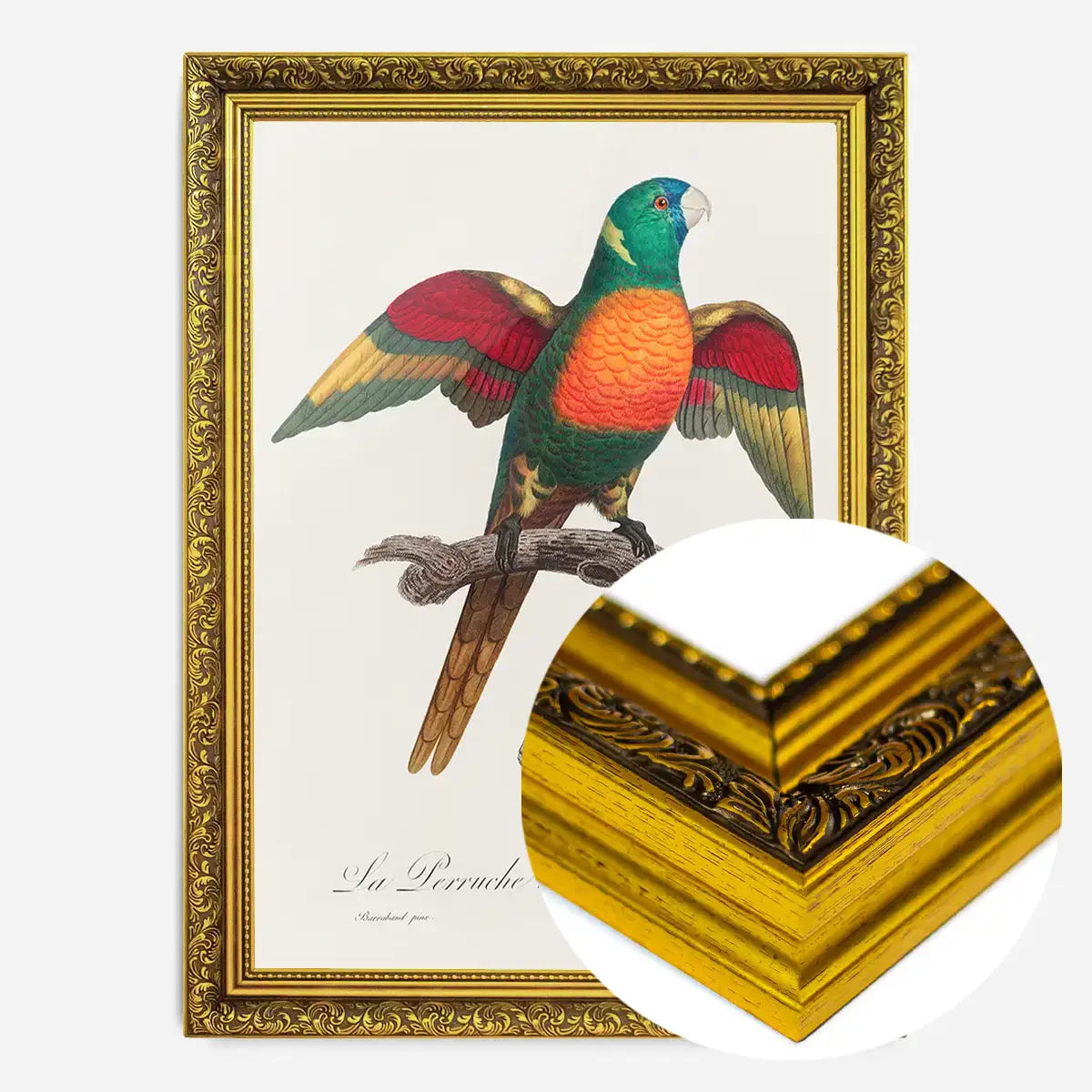 Blue Headed Parrot Bird Print