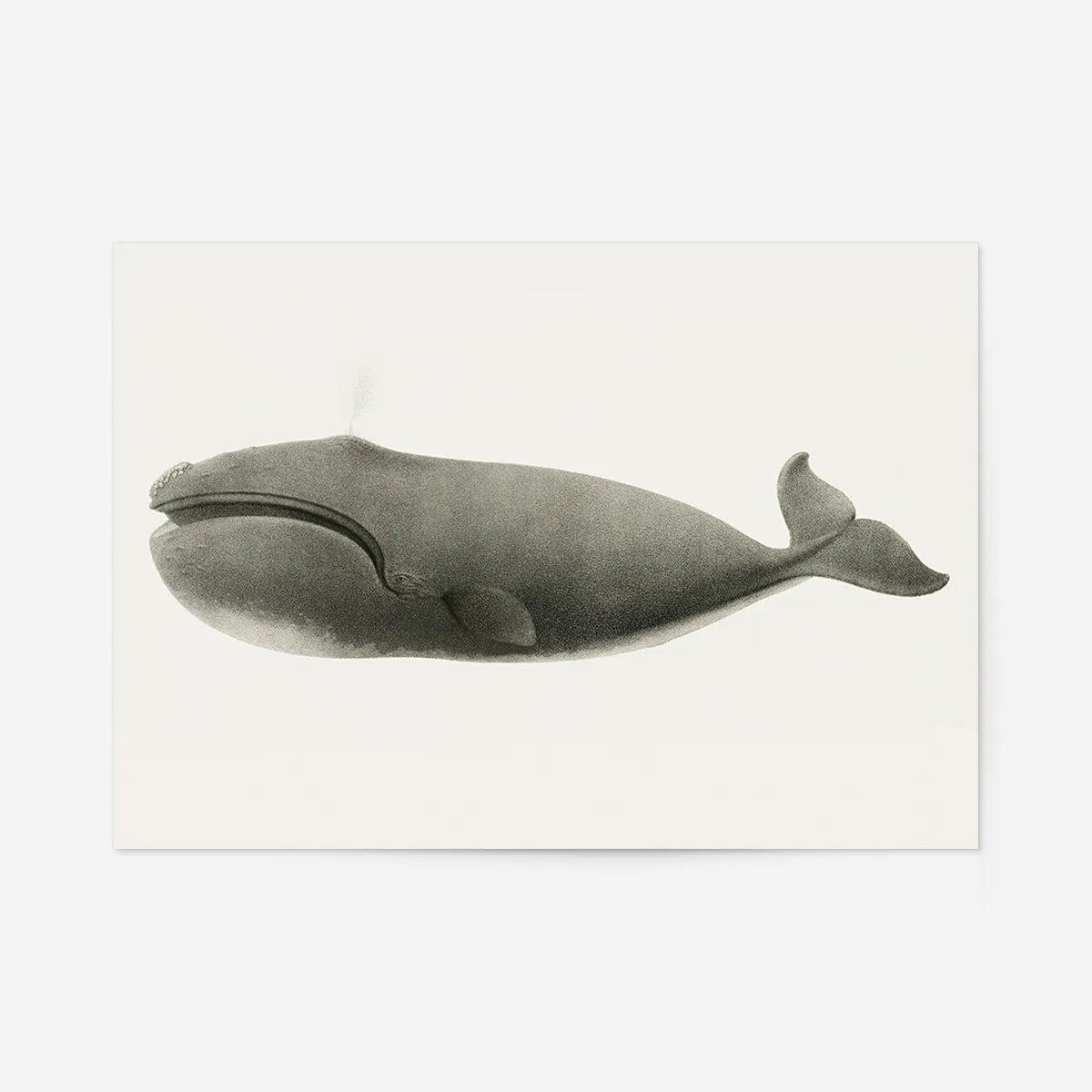 Vintage Pacific Whale Landscape Print