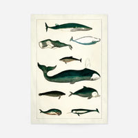 Vintage Whales Poster