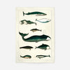 Vintage Whales Poster