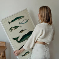 Vintage Whales Poster