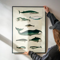 Vintage Whales Poster