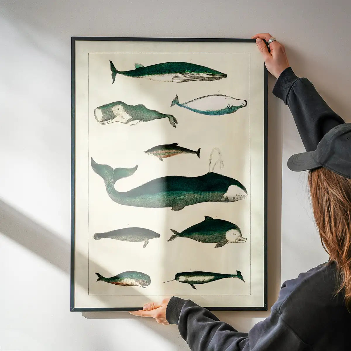 Vintage Whales Poster